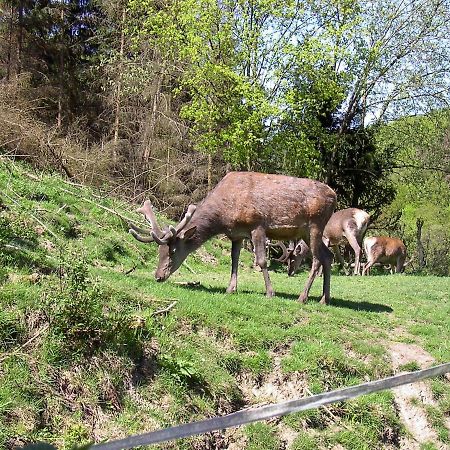 Birkenhain Stolberg i. Harz المظهر الخارجي الصورة