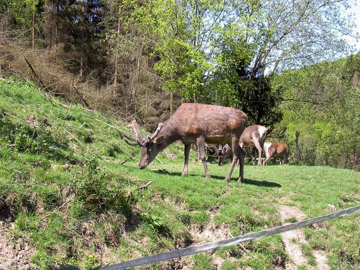 Birkenhain Stolberg i. Harz المظهر الخارجي الصورة